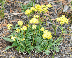 Patrinia rupestris (Patrinia rupestris)