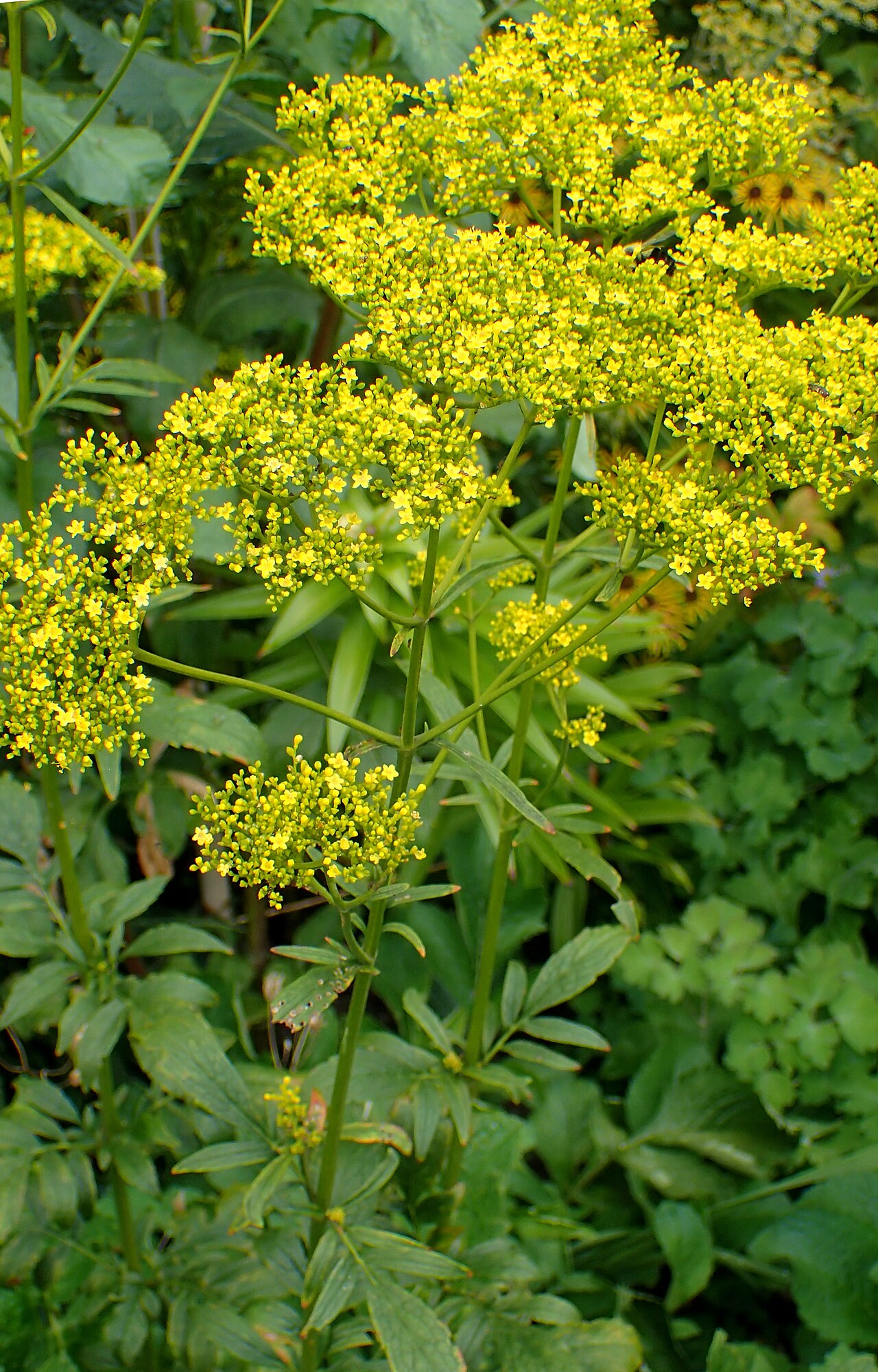 Patrinia scabiosifolia: Patrinia scabiosifolia at the New York Botanical Garden
