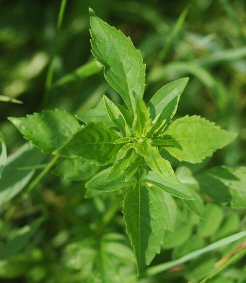 Patrinia scabiosifolia: Patrinia scabiosifolia, leaves