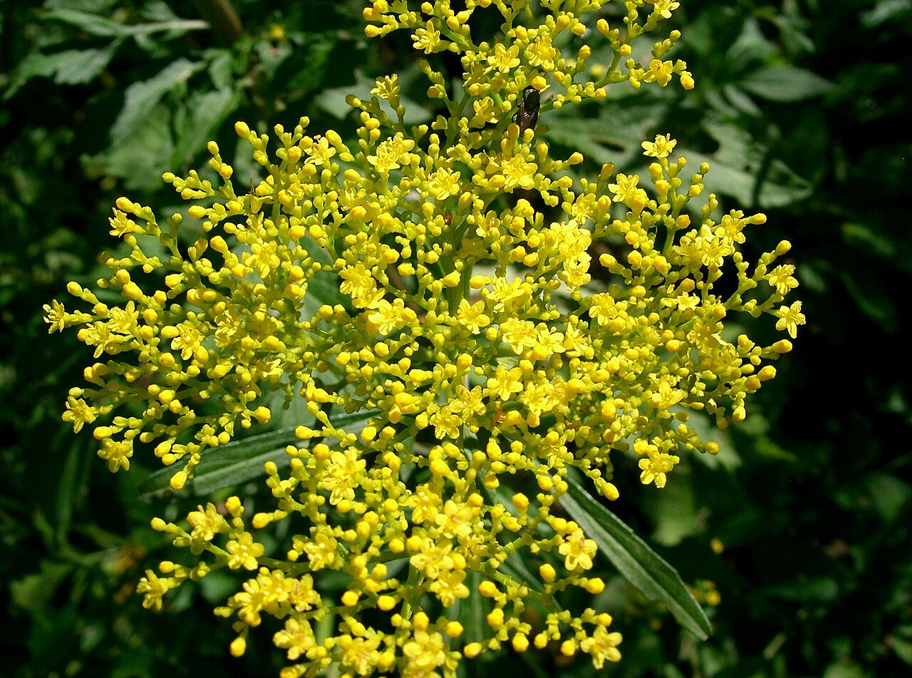Patrinia scabiosifolia: Scientific name: Patrinia scabiosifolia. Place:Osaka-fu Japan