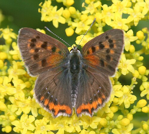 Patrinia scabiosifolia: Patrinia scabiosifolia and Lycaena phlaeas in AQUA TOTTO GIFU