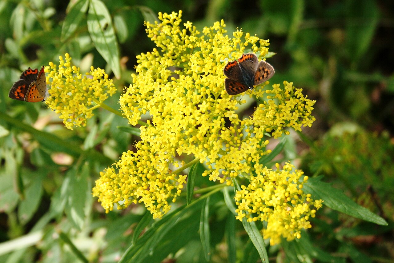 Patrinia scabiosifolia: Patrinia scabiosifolia and Lycaena phlaeas in AQUA TOTTO GIFU