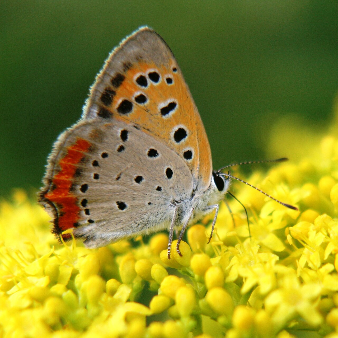 Patrinia scabiosifolia: Patrinia scabiosifolia and Lycaena phlaeas in AQUA TOTTO GIFU