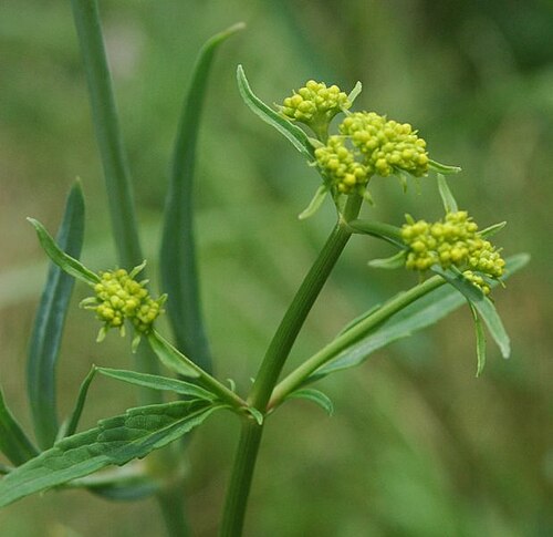 Patrinia scabiosifolia: Patrinia scabiosifolia