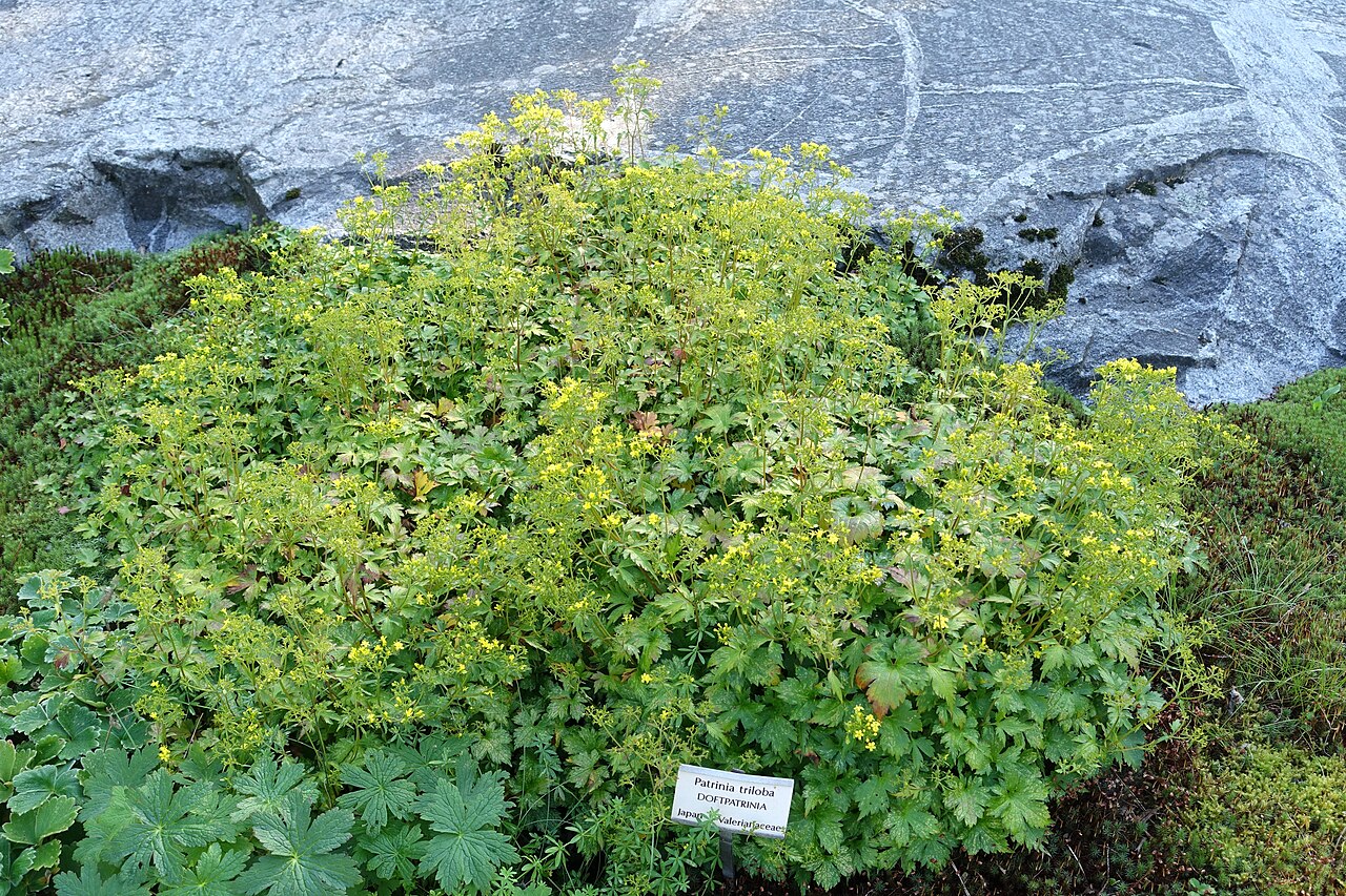 Patrinia triloba: Botanical specimen in the Bergianska trädgården - Stockholm, Sweden.