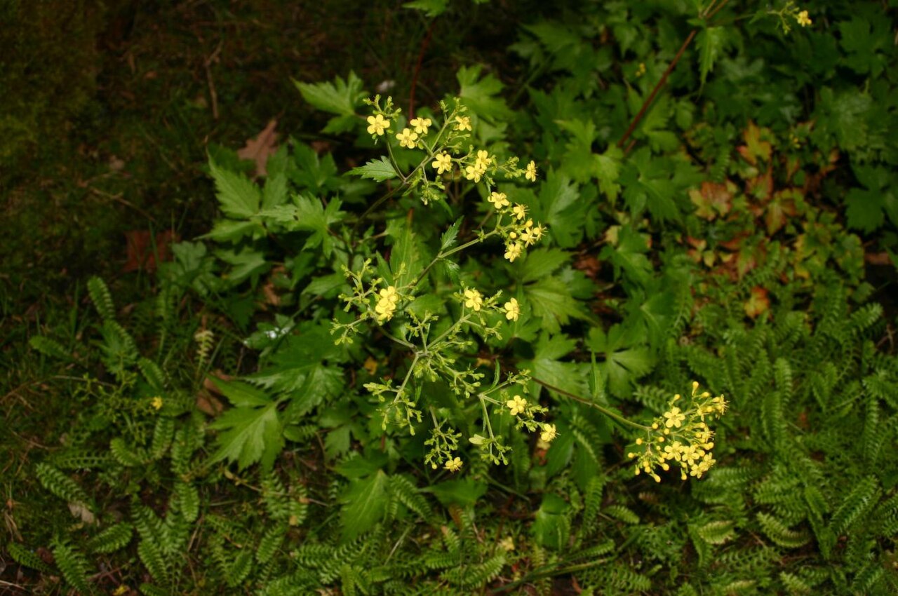 Patrinia triloba: Patrinia triloba: Flowers and leaves. Removed watermark read: Geografisk Have 28.8.2005 Photo: Sten Porse