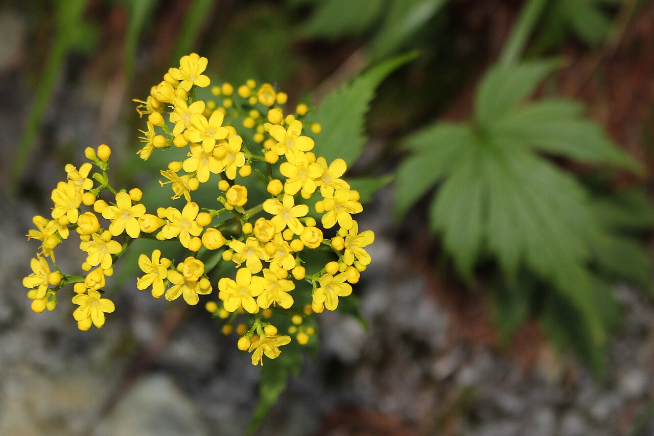 Patrinia triloba: Patrinia triloba var. triloba , in Mount Tsurugi , Kamiichi, Toyama prefecture , Japan .