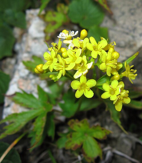 Patrinia triloba: コキンレイカ