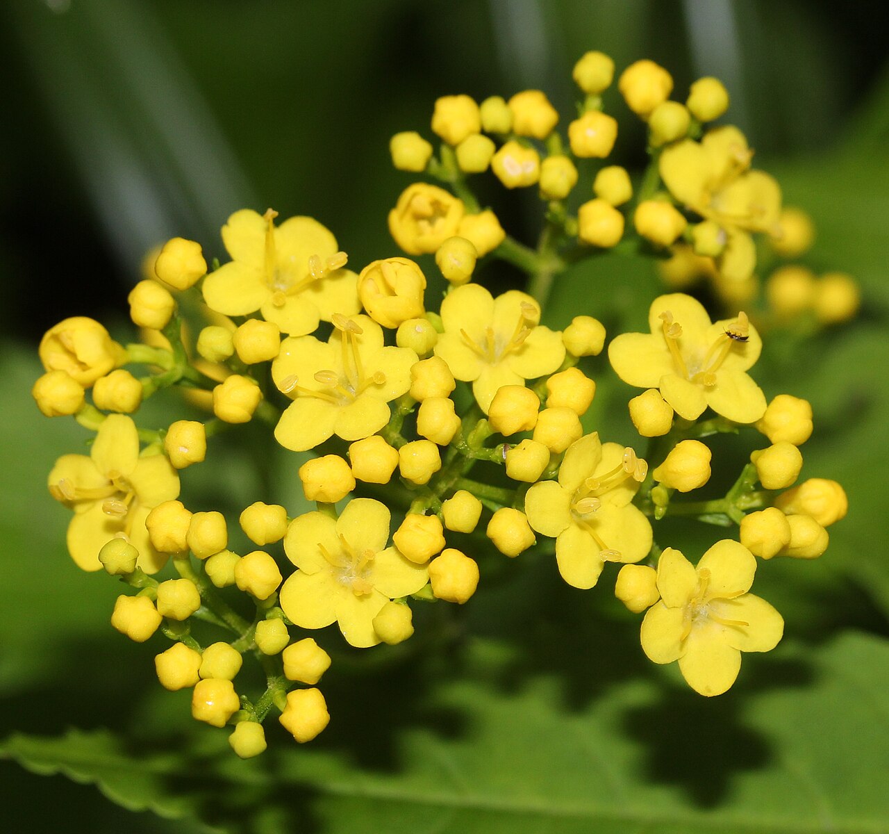 Patrinia triloba: Patrinia triloba var. triloba in Mount Shirouma , Hakuba, Nagano prefecture, Japan.