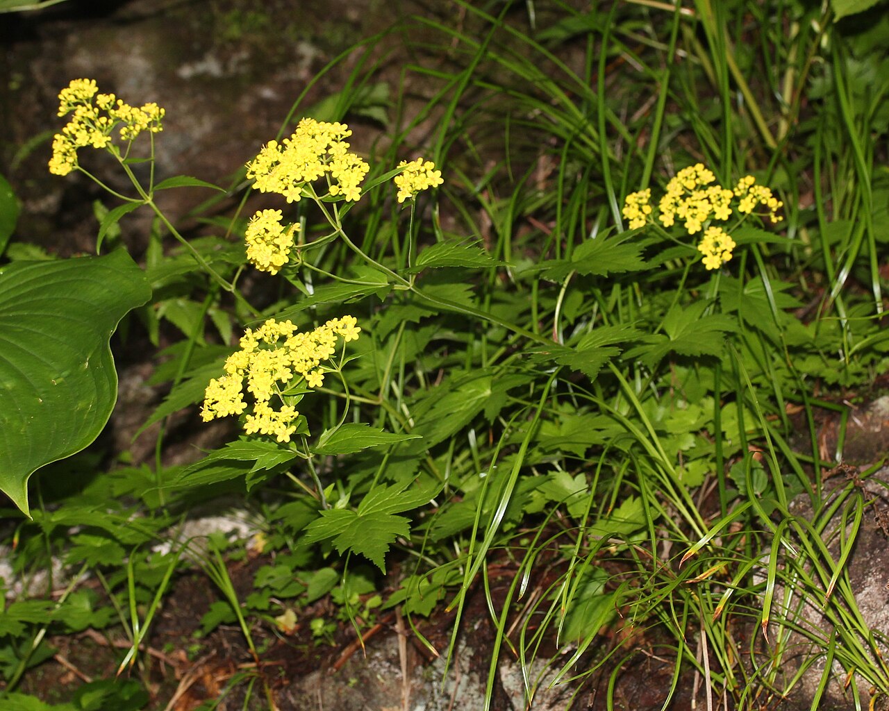 Patrinia triloba: Patrinia triloba var. triloba in Mount Shirouma , Hakuba, Nagano prefecture, Japan.