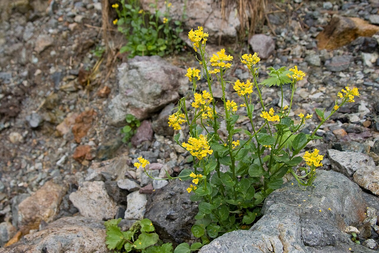 Patrinia triloba: コキンレイカ