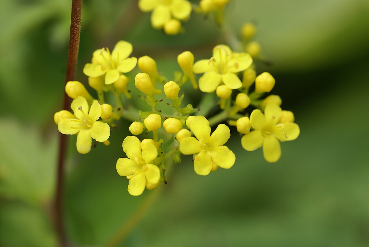 Patrinia triloba: Plant species Patrinia triloba in Botaniska trädgården, Uppsala