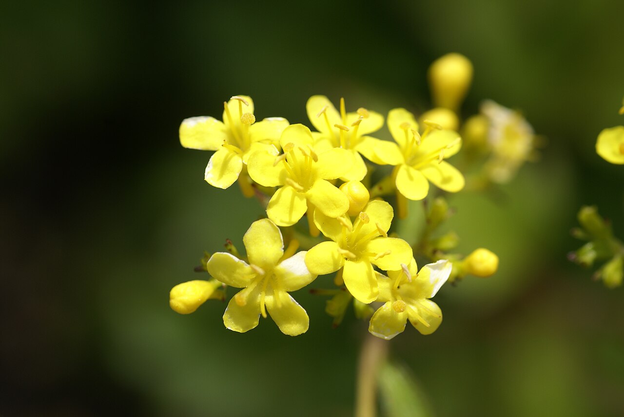 Patrinia triloba: Plant species Patrinia triloba in Botaniska trädgården, Uppsala