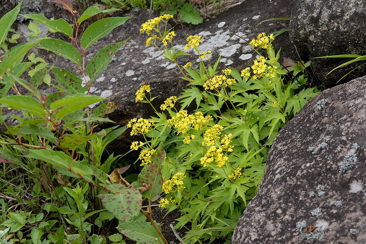 Patrinia triloba: コキンレイカ
