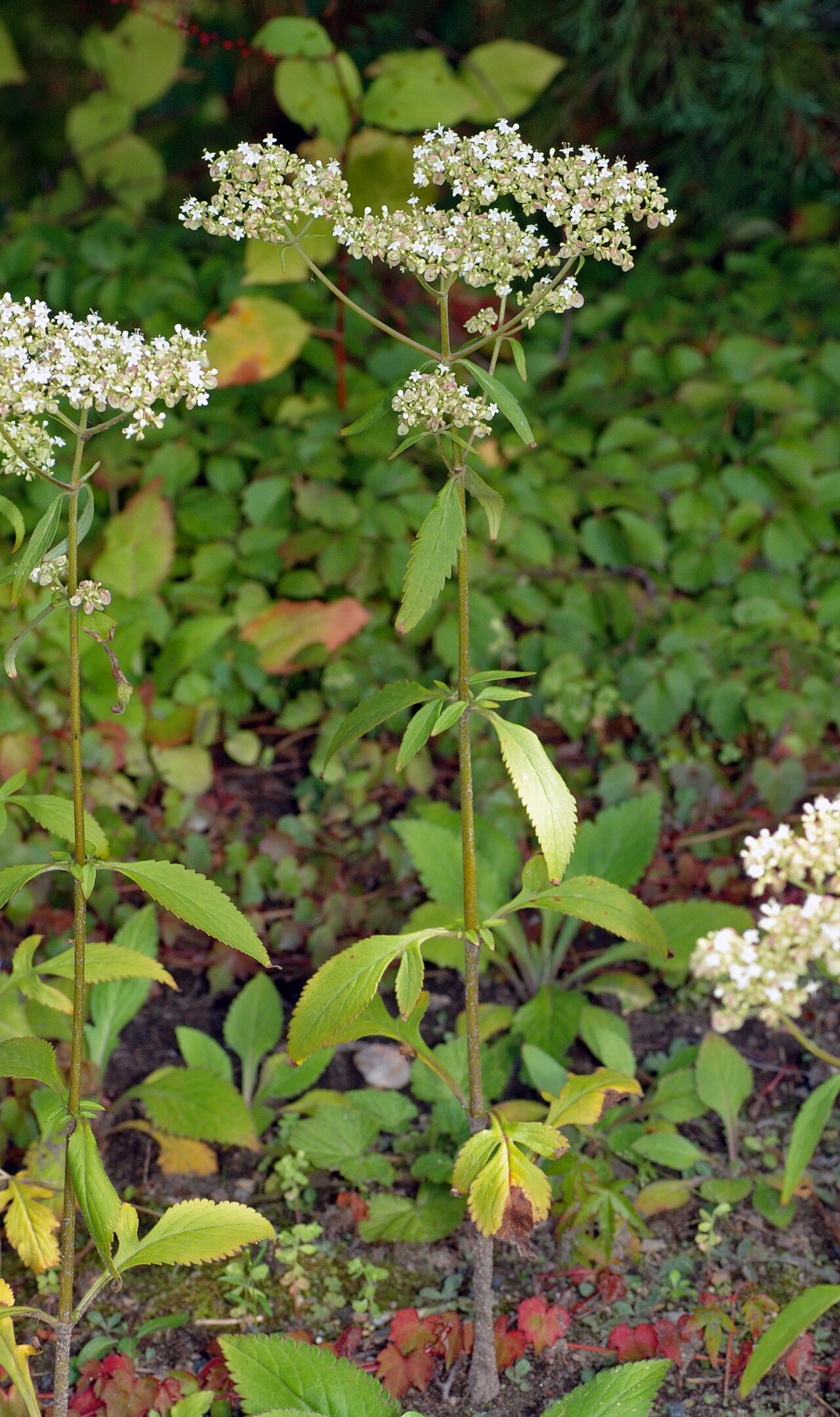Patrinia villosa: This image shows a plant of the species Patrinia villosa .