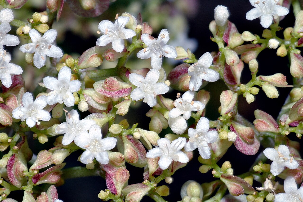 Patrinia villosa: This image shows a few blossoms of a plant of the species Patrinia villosa .