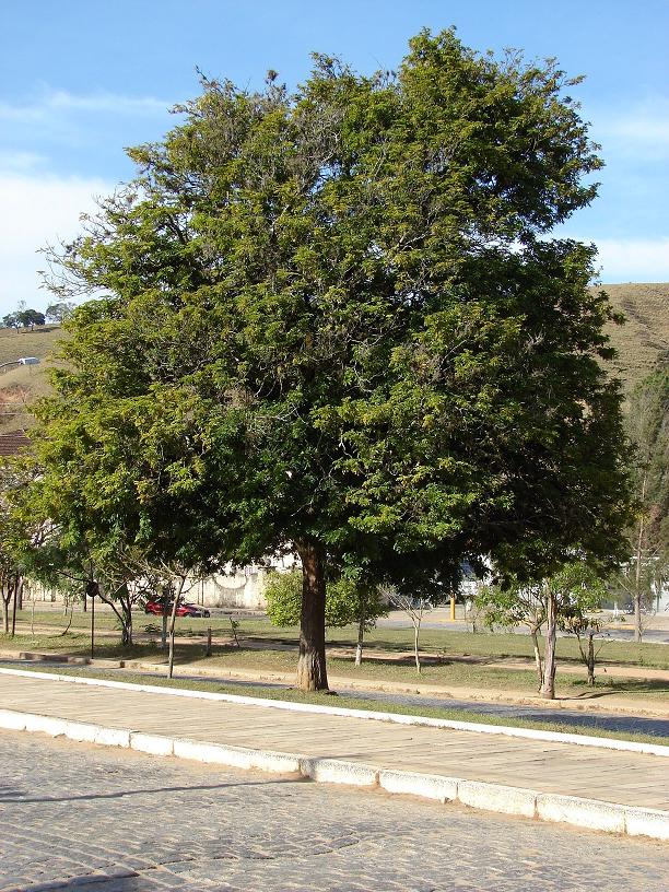 Brazilwood: Caesalpinia echinata.
