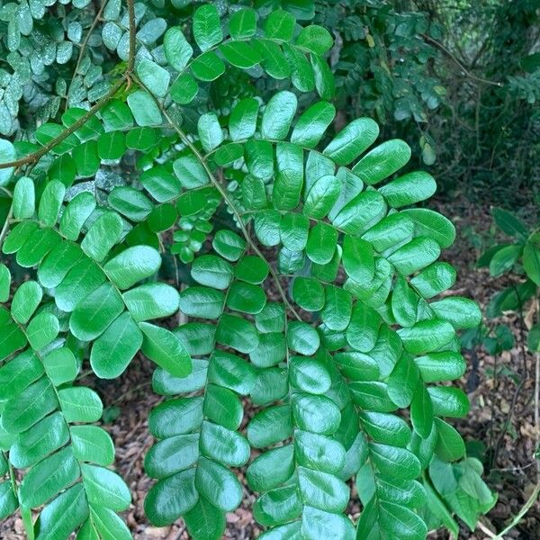 Brazilwood (Paubrasilia echinata)