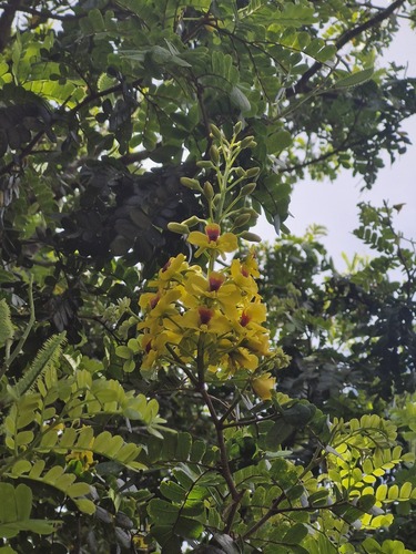 Brazilwood (Paubrasilia echinata)