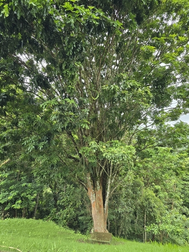 Brazilwood (Paubrasilia echinata)