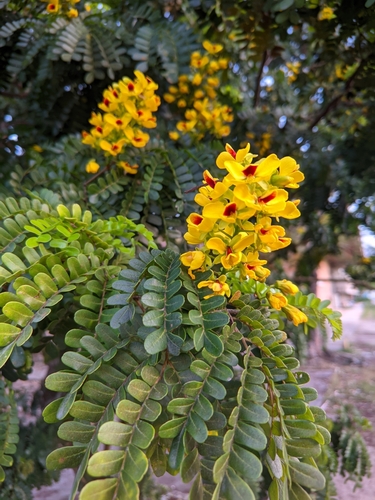 Brazilwood (Paubrasilia echinata)