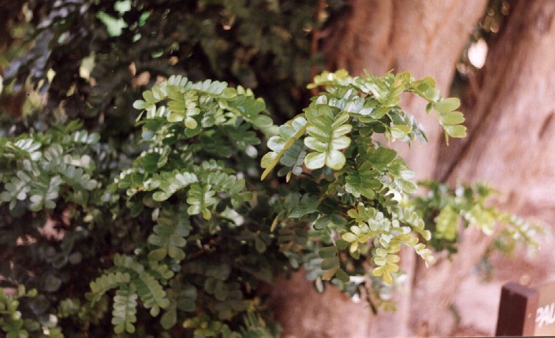 Brazilwood: Caesalpina echinata