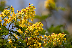 Brazilwood (Paubrasilia echinata)