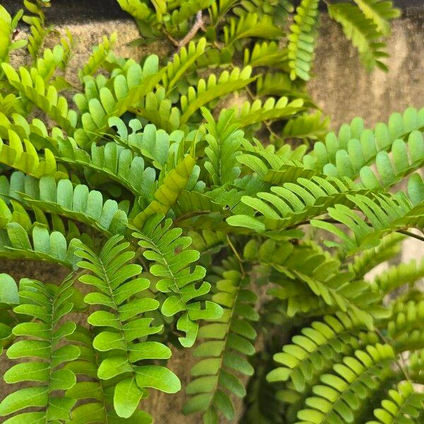 Brazilwood (Paubrasilia echinata)