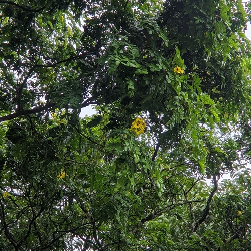 Brazilwood (Paubrasilia echinata)