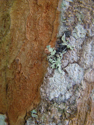 Brazilwood (Paubrasilia echinata)