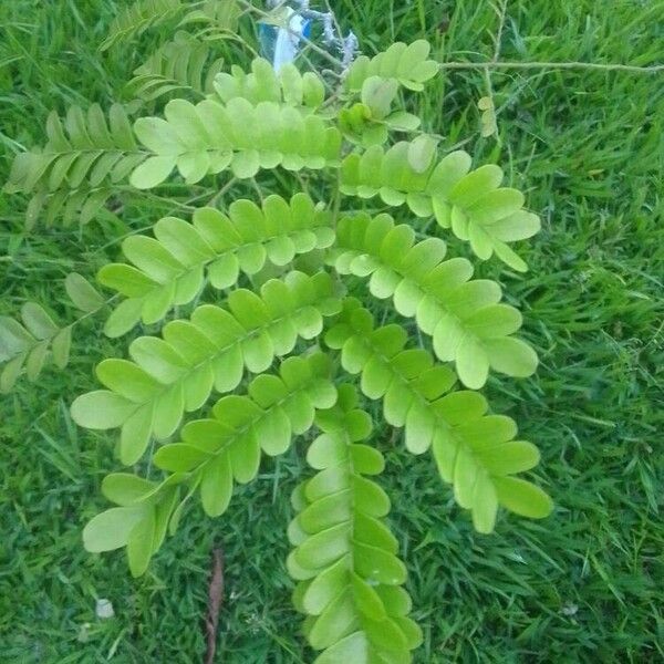Brazilwood (Paubrasilia echinata)