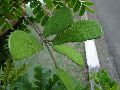 Brazilwood: Caesalpinia echinata Ceret Sao Paulo
