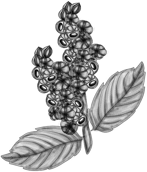Guarana plant: Paullinia cupana BYN