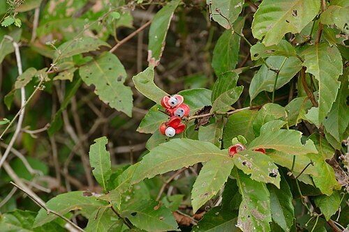 Guarana plant: Parque Baia das Pedras Access Road, Porto Cercado Area, Poconé, Mato Grosso, BRAZIL