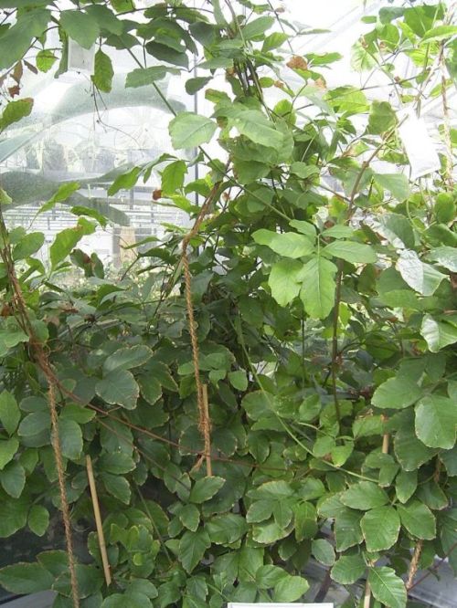 Guarana plant (Paullinia cupana)