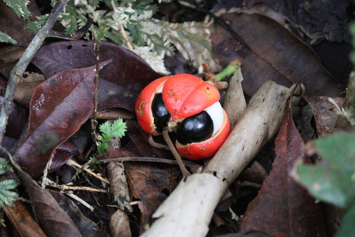 Guarana plant (Paullinia cupana)
