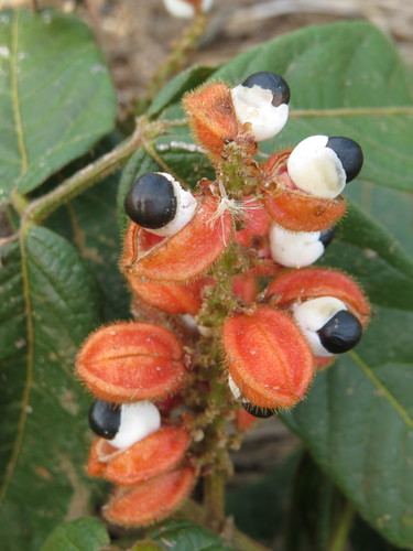Guarana plant (Paullinia cupana)