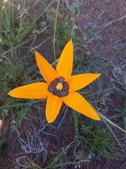 Browneye capestar (Pauridia canaliculata)