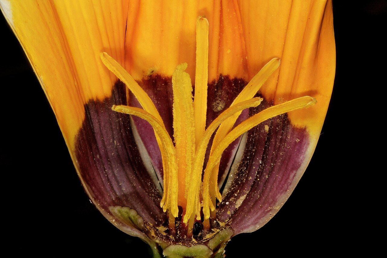 Browneye capestar: Pauridia canaliculata , flowers (partly opened), with three front tepals removed to show the flower centre; in renosterveld, Tinie Versfeld Wild Flower Reserve,