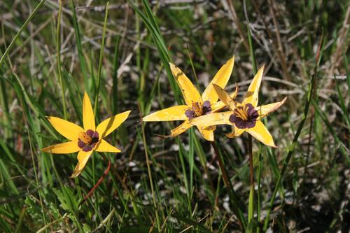 Browneye capestar (Pauridia canaliculata)