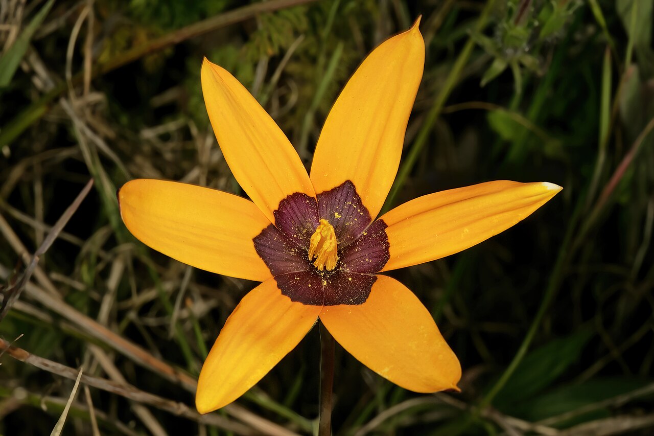 Browneye capestar: Pauridia canaliculata , flower; in renosterveld, Tinie Versfeld Wild Flower Reserve, Darling, Western Cape, South Africa