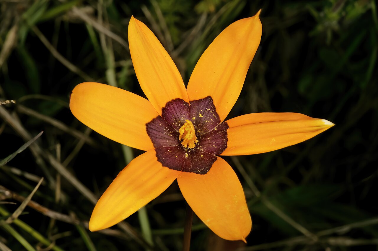 Browneye capestar: Pauridia canaliculata , flower; in renosterveld, Tinie Versfeld Wild Flower Reserve, Darling, Western Cape, South Africa