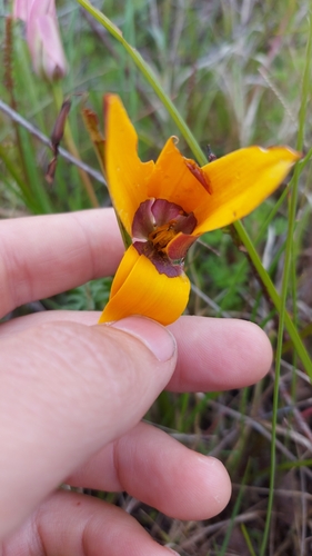 Browneye capestar (Pauridia canaliculata)