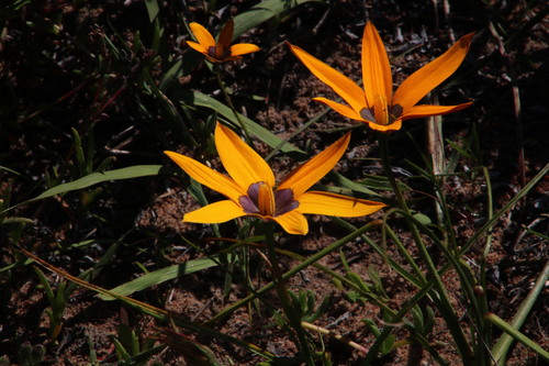 Browneye capestar (Pauridia canaliculata)