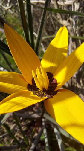 Browneye capestar (Pauridia canaliculata)