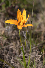 Browneye capestar (Pauridia canaliculata)