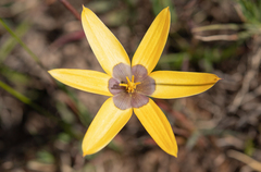 Browneye capestar (Pauridia canaliculata)
