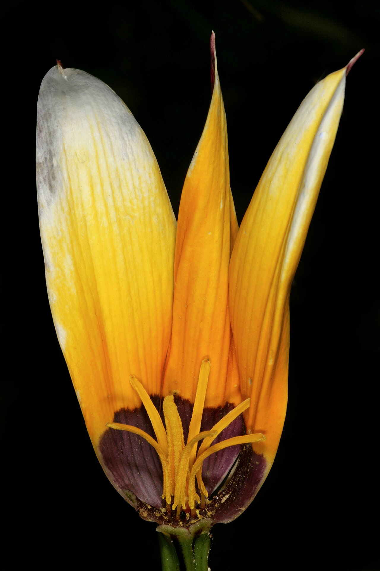 Browneye capestar: Pauridia canaliculata , flower (partly opened), with three front tepals removed to show the flower centre; in renosterveld, Tinie Versfeld Wild Flower Reserve,