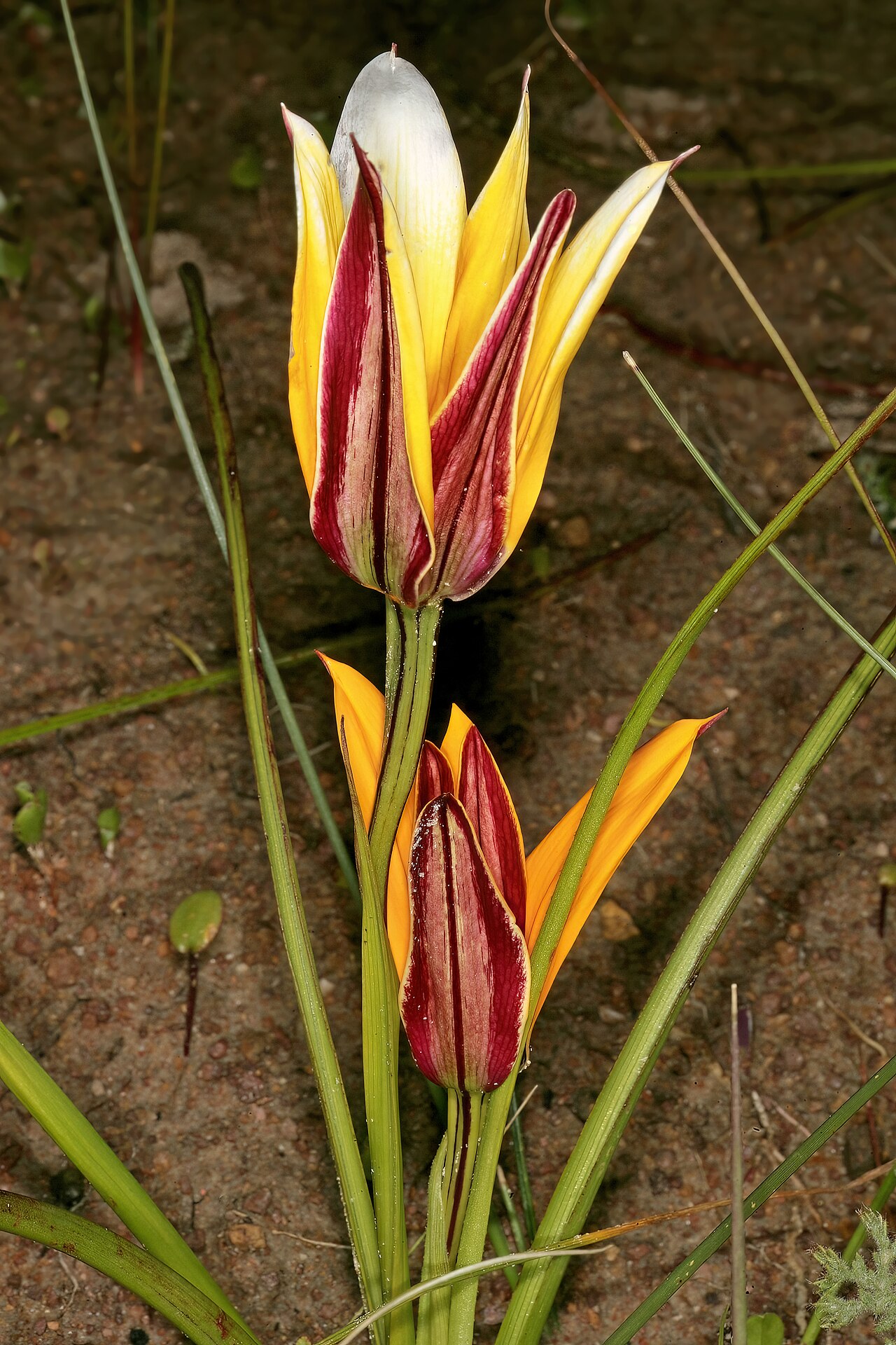 Browneye capestar: Pauridia canaliculata , flowers (partly opened); in renosterveld, Tinie Versfeld Wild Flower Reserve, Darling, Western Cape, South Africa