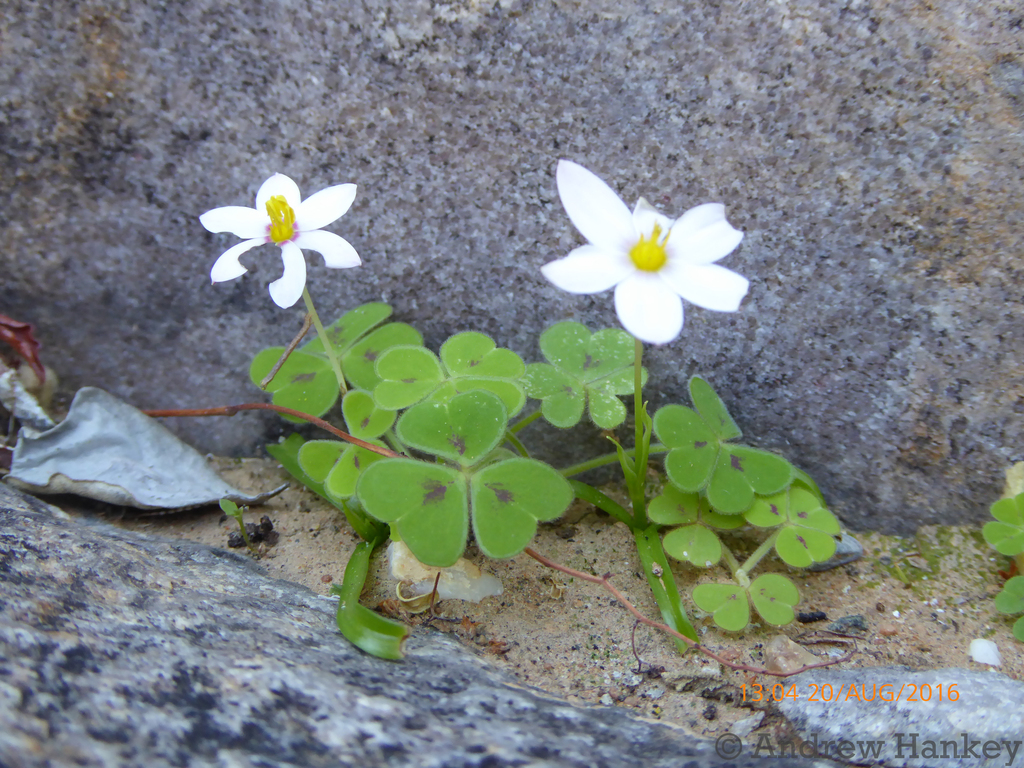 Pauridia etesionamibensis (Pauridia etesionamibensis)